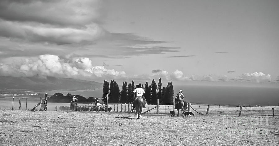 Black And White Photograph - Maui Paniolos Herding cattle by Jim Cazel