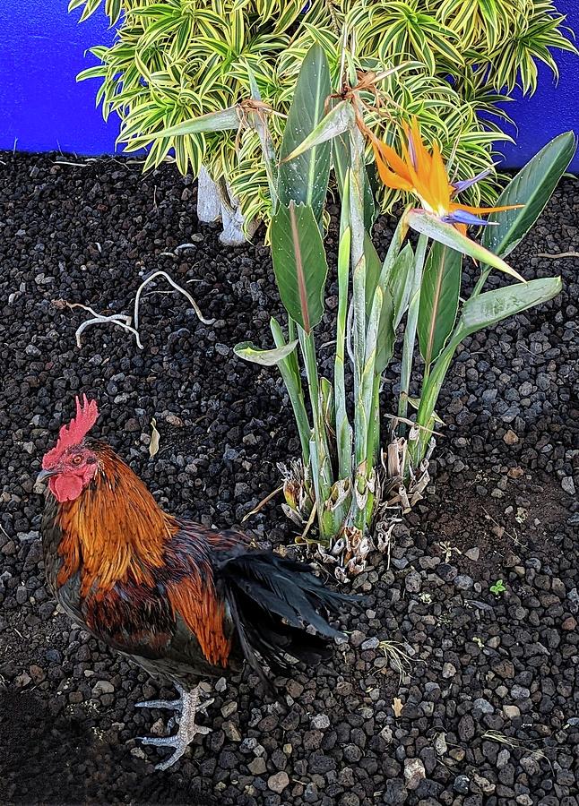 Maui Rooster Photograph by Steed Edwards