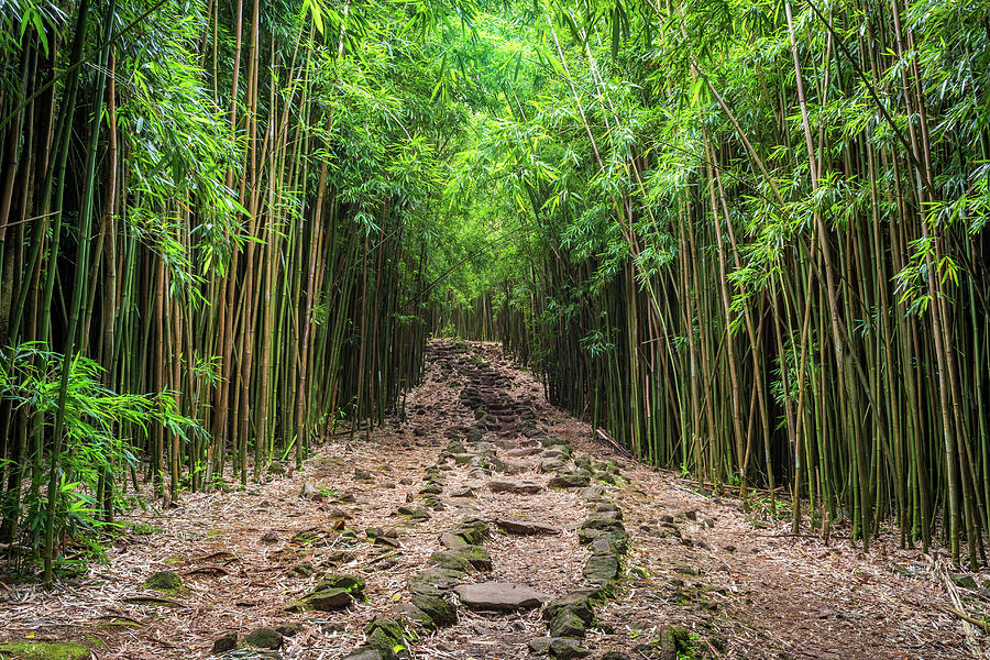 Mauis Bamboo forest  Photograph by Pierre Leclerc Photography