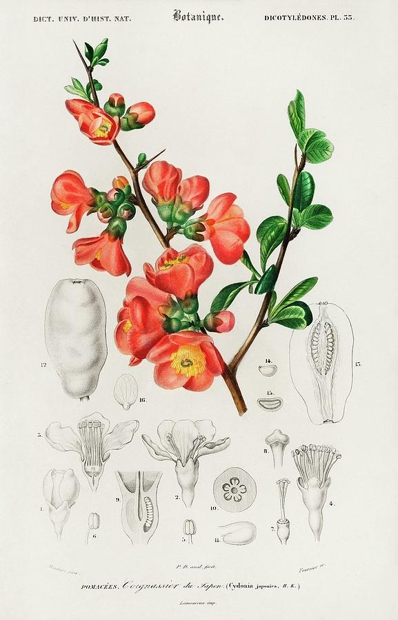 Animal Painting - Maules quince Cydonia japonica illustrated by Charles Dessalines D Orbigny 1806 1876 by Dictionnaire Universel Dhistoire Naturelle
