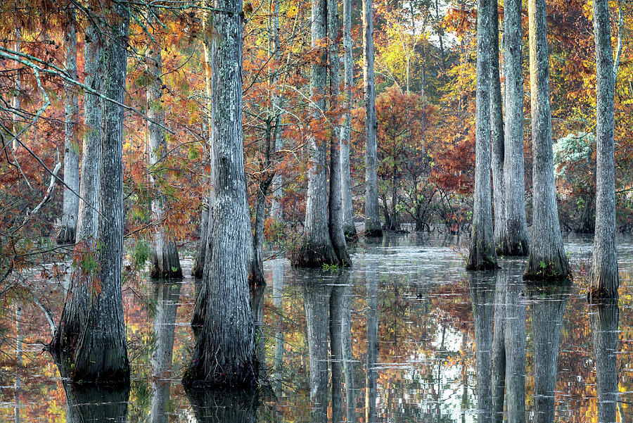 Maumelle Wetland Photograph by James Barber