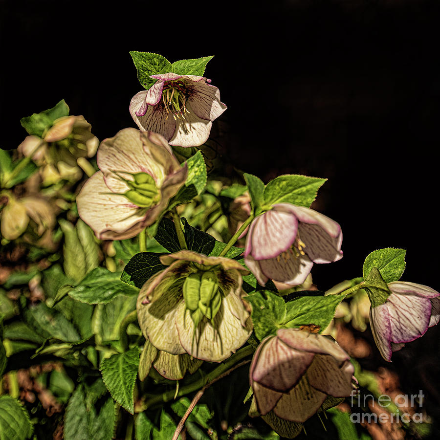 Maundy Thursday Lenten Roses Photograph by Daniel Hebard