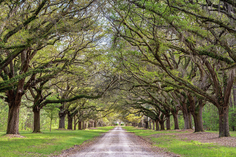 Maurene Plantation Avenue of Oaks, Hardeeville, South Carolina Photograph by Dawna Moore Photography