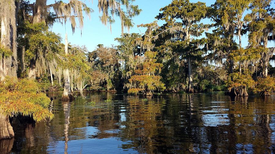 Maurepas Swamp Digital Art by Deborah Chase