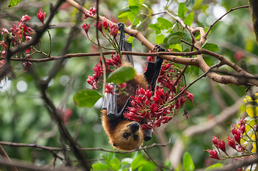 Mauritian fruit bat or flying fox, pteropus niger Photograph by Andi Edwards