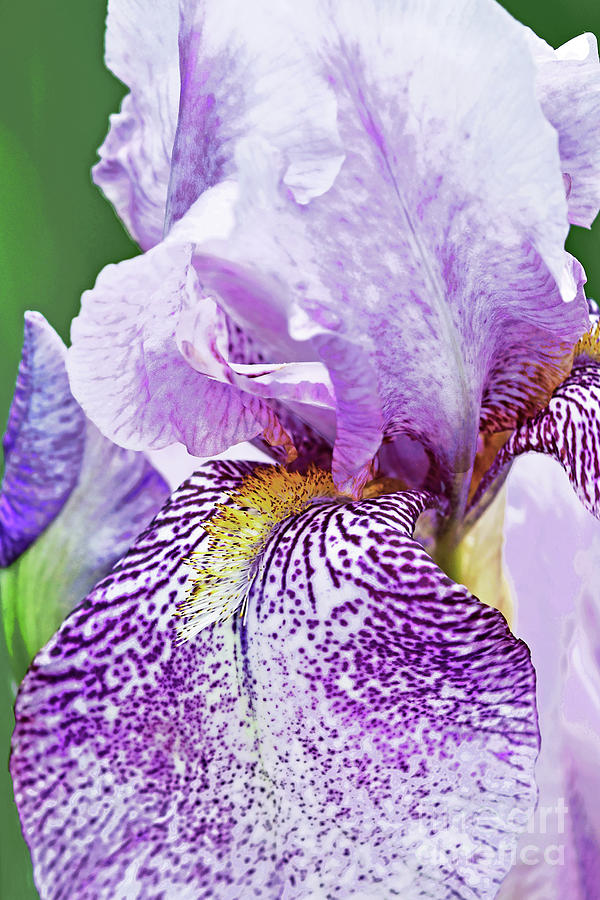 Mauve Bearded Iris Rhages Photograph