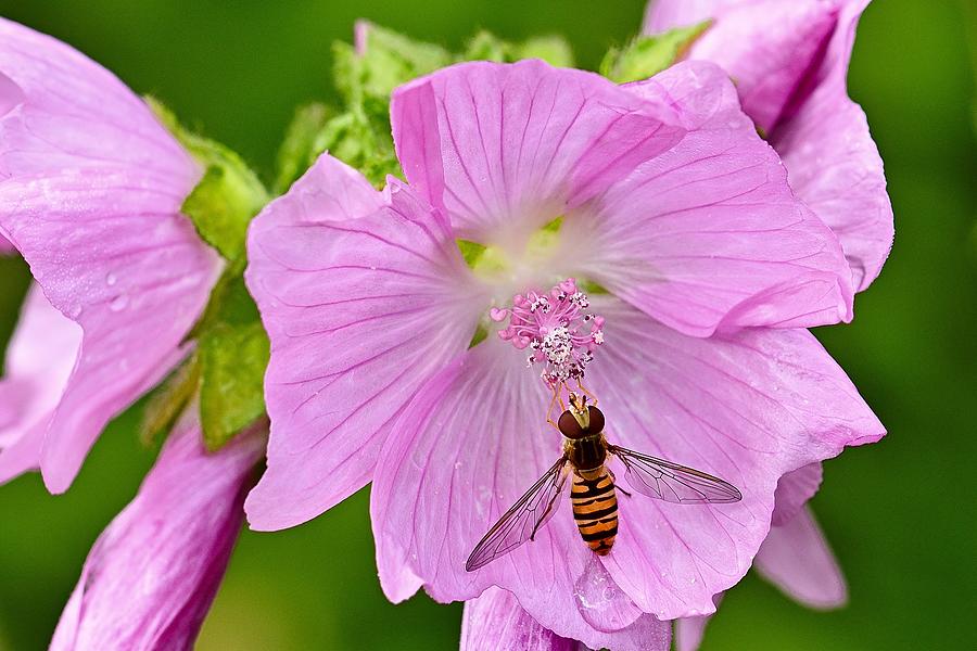 Mauve Pink Flowers Photograph by Natureco Picture - Fine Art America