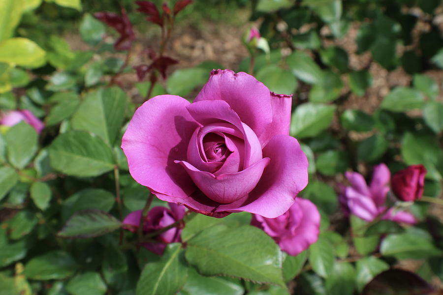 Mauve Rose Close Up Photograph by Kenneth Pope Mauve Rose Close Up Photograph by Kenneth Pope