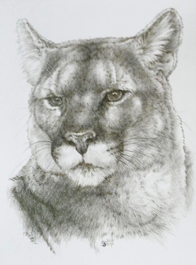 Wildlife Drawing - Maverick by Barbara Keith