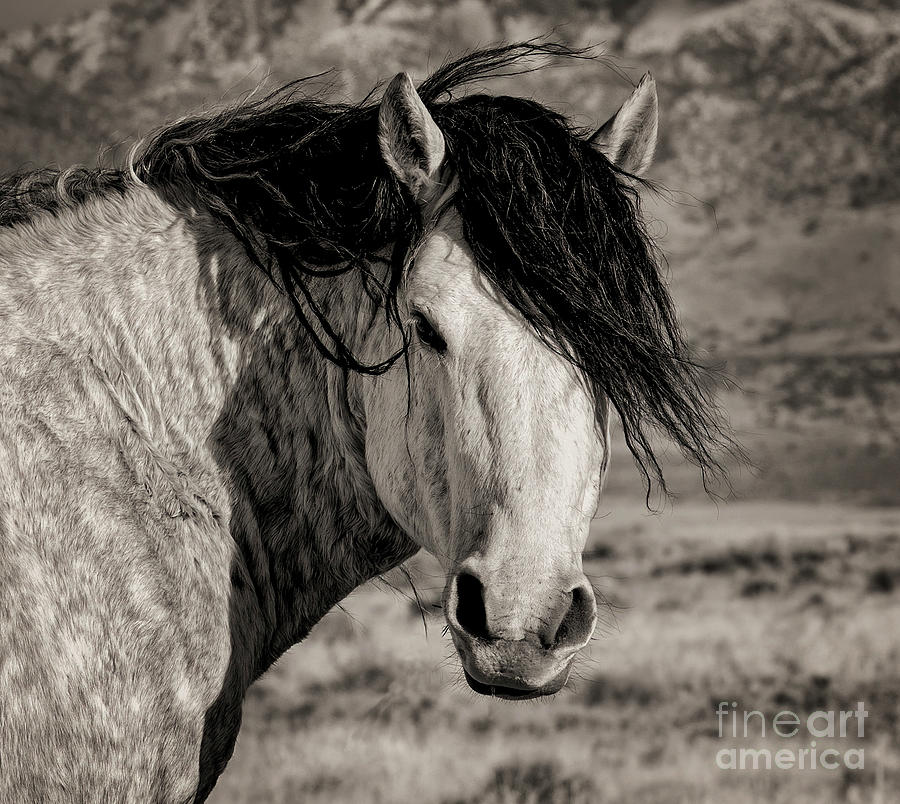 Nikon Photograph - Maverick by Nicole Markmann Nelson Nikon Photograph - Maverick by Nicole Markmann Nelson