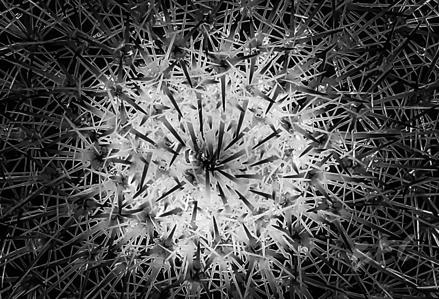 Maw of a cactus  Photograph by Bruce Carpenter