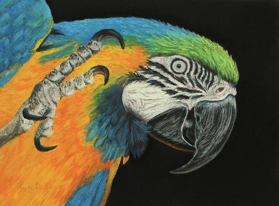 Max the Macaw #1 Pastel by Lyn DeLano