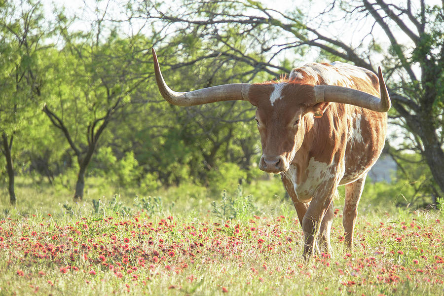 Maxie Moo a Texas longhorn steer Photograph by Cathy Valle
