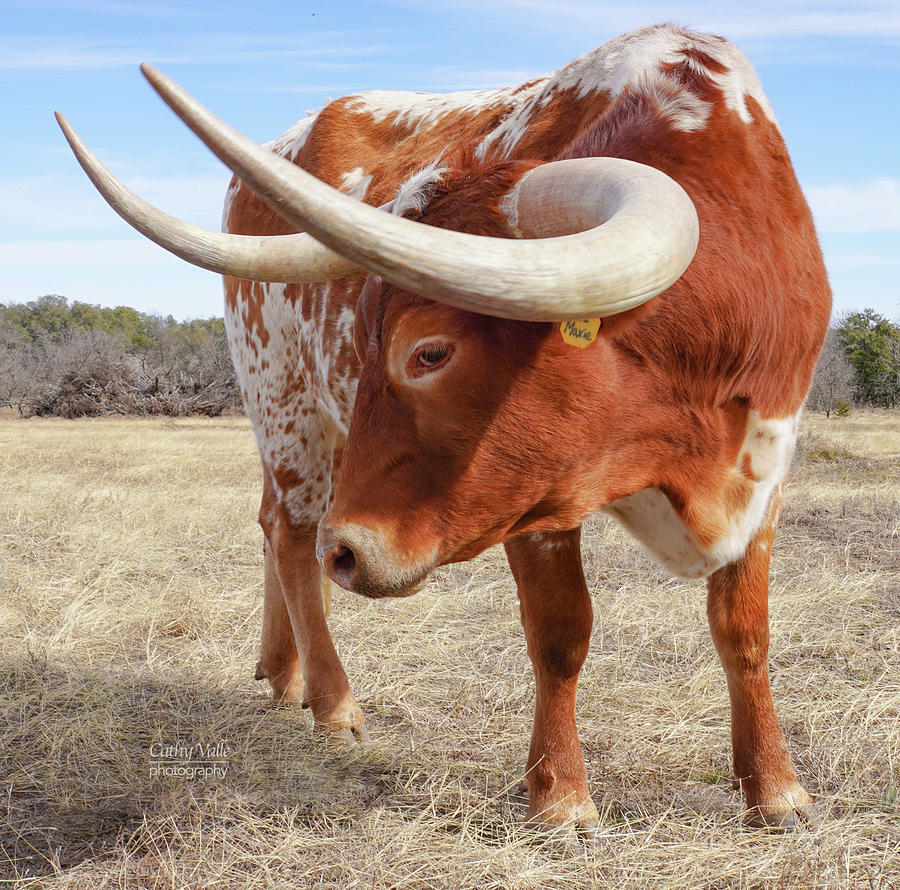 Maxie the longhorn steer Photograph by Cathy Valle