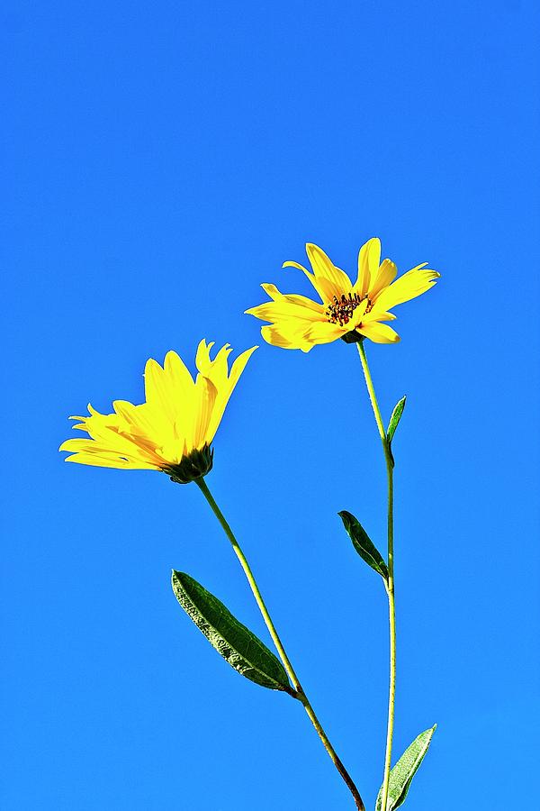 Maximilian Sunflowers - UW Arboretum 2 Photograph by Steven Ralser