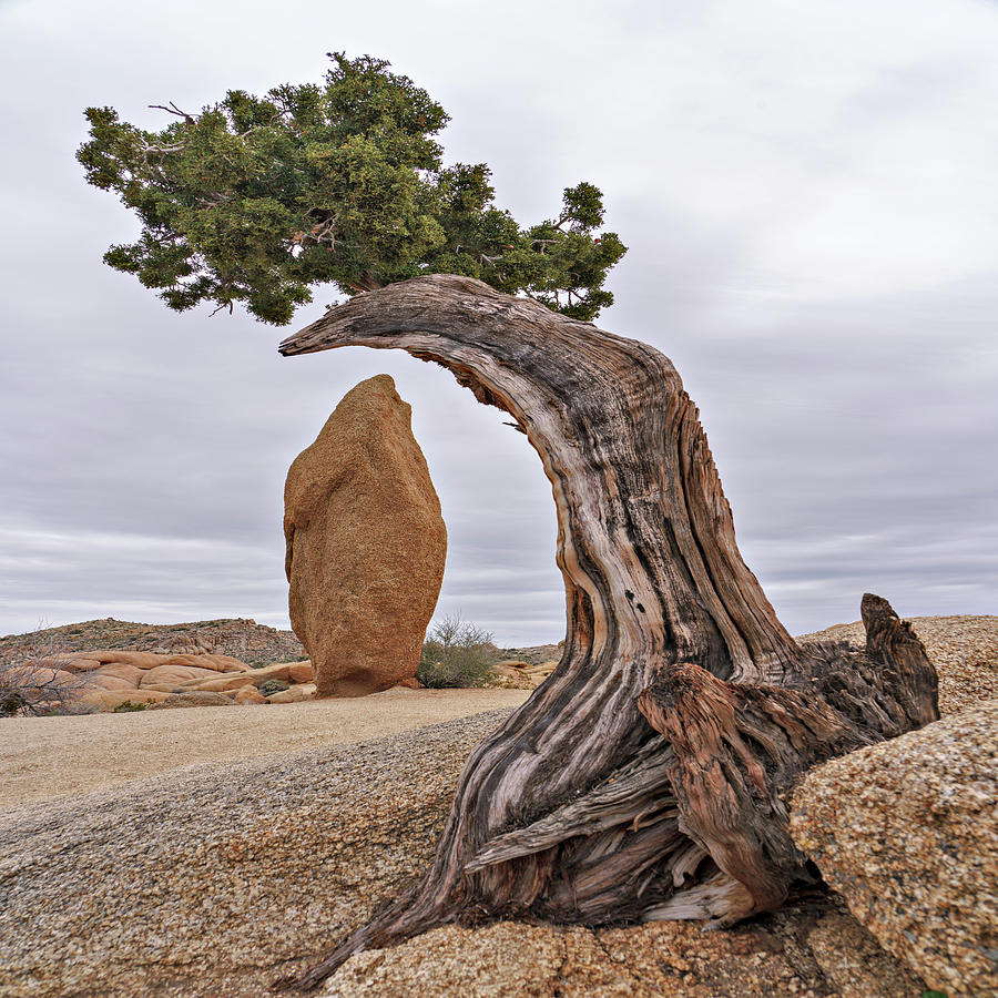 May 2019 Joshua Tree and Obelisk Photograph by Alain Zarinelli