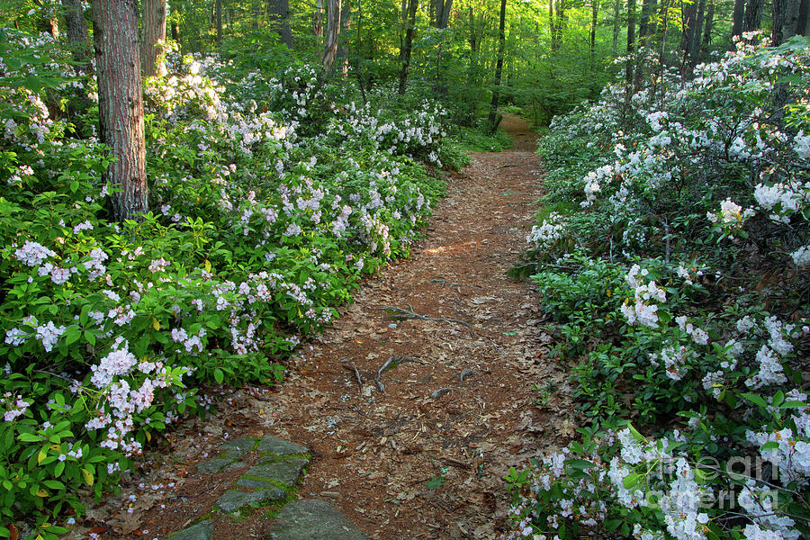 May 2024 NH Calendar Photograph by Jim Salge Fine Art America