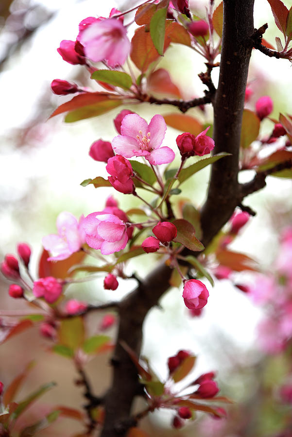 May Apple Blossoms- Fresh Start Photograph by Leanna Kotter