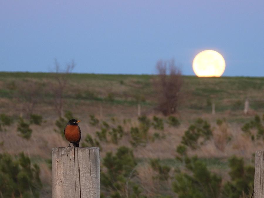 May 2022 Full Moon Setting with Robin Photograph by Amanda R Wright