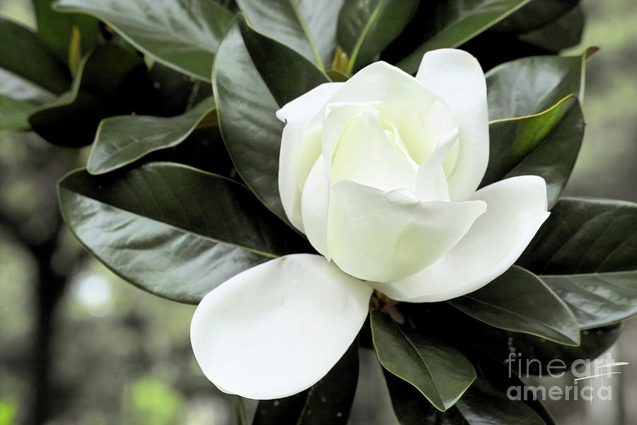 May Magnolia I Photograph by Theresa Fairchild
