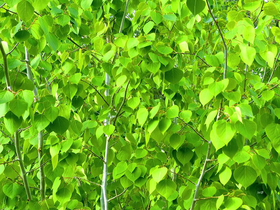 May Poplar Leaves Photograph by Will Borden