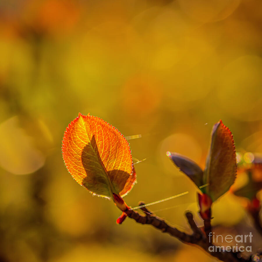 Abstract Photograph - May, spring time 3 by Veikko Suikkanen Abstract Photograph - May, spring time 3 by Veikko Suikkanen
