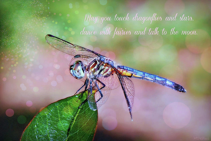 May You Touch Dragonflies Photograph by Marilyn DeBlock - Pixels