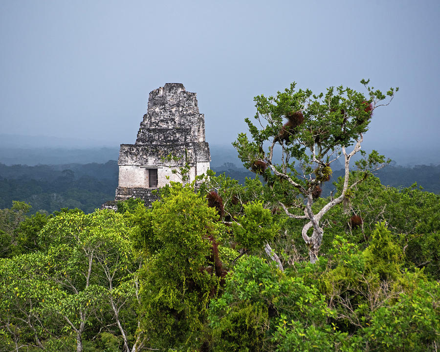 Mayan Ruins Towering over the Guatemala Rain Forest Tikal Mayan Ruins Tree Photograph by Toby McGuire