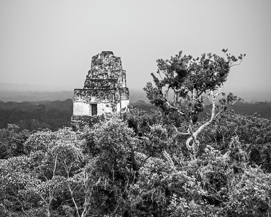 Mayan Ruins Towering over the Guatemala Rain Forest Tikal Mayan Ruins Tree Black and White Photograph by Toby McGuire