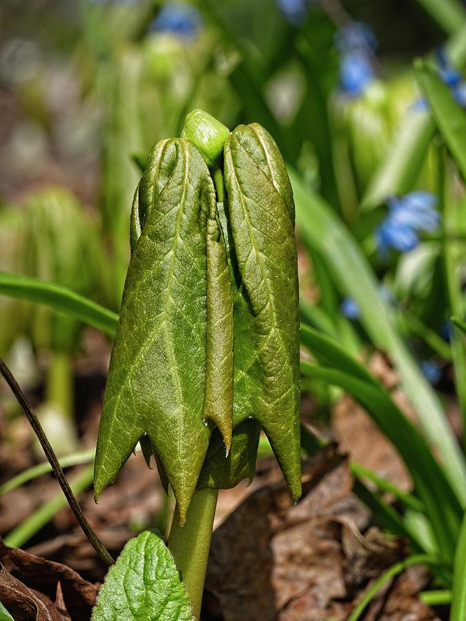 Mayapple Leafing out 3 Photograph by Steven Ralser