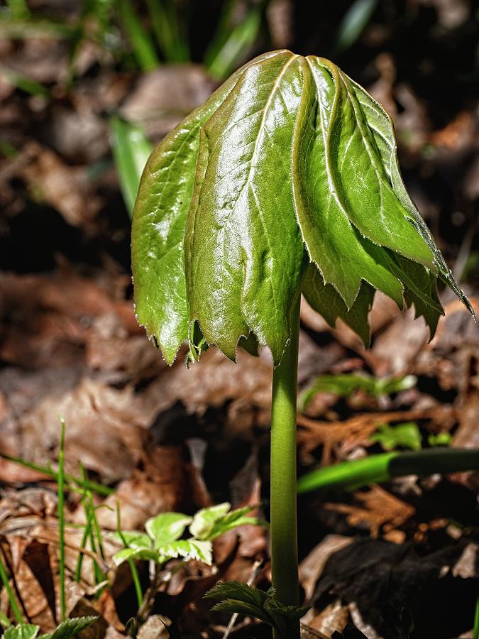 Flowers Still Life Photograph - Mayapple Leafing out by Steven Ralser