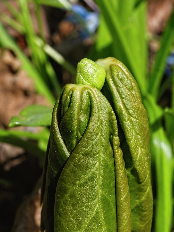 Mayapple Sprouting Photograph by Steven Ralser