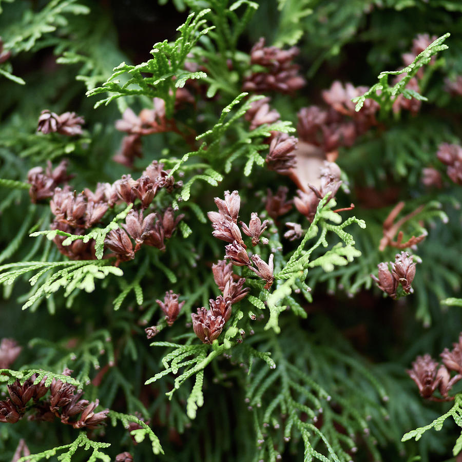 Maybe there are some seeds too. Northern white cedar Photograph by Jouko Lehto