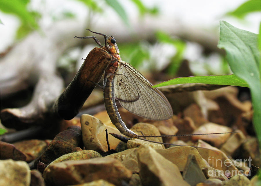 Insects Photograph - Mayfly by Douglas Stucky