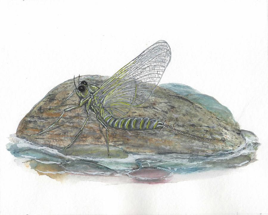 Mayfly on a Rock Painting by Lee Garrett - Fine Art America