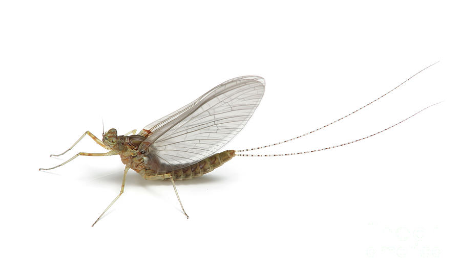 Mayfly Photograph by Warren Photographic