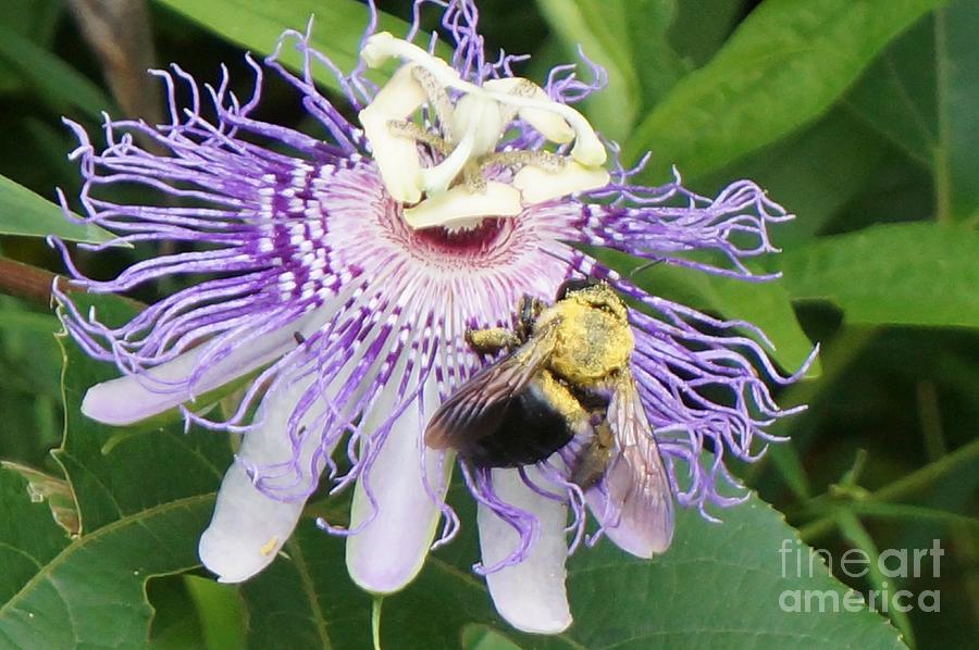 Maypop And The Bee Photograph by Maxine Billings