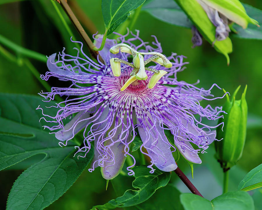 Maypop or Purple Passionflower DFL1211 Photograph by Gerry Gantt