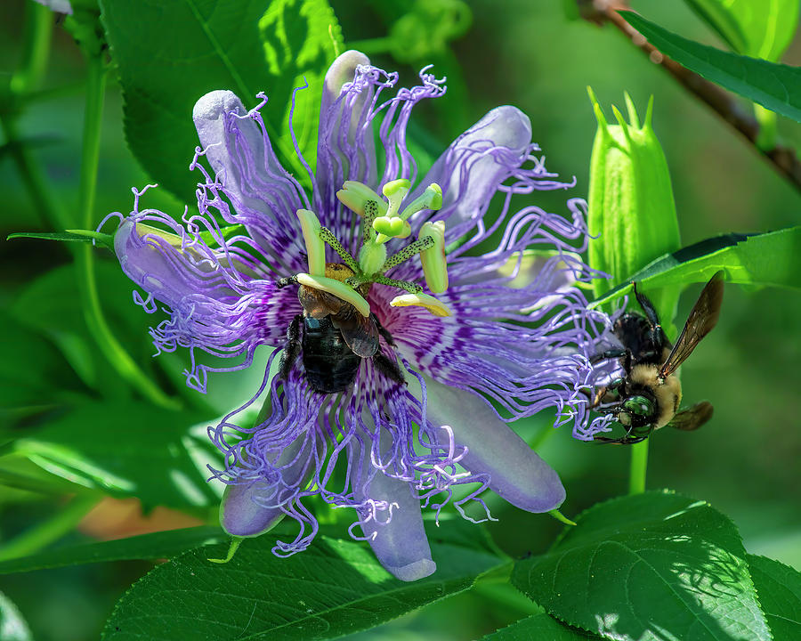 Maypop or Purple Passionflower with Bumblebees DFL1212 Photograph by Gerry Gantt