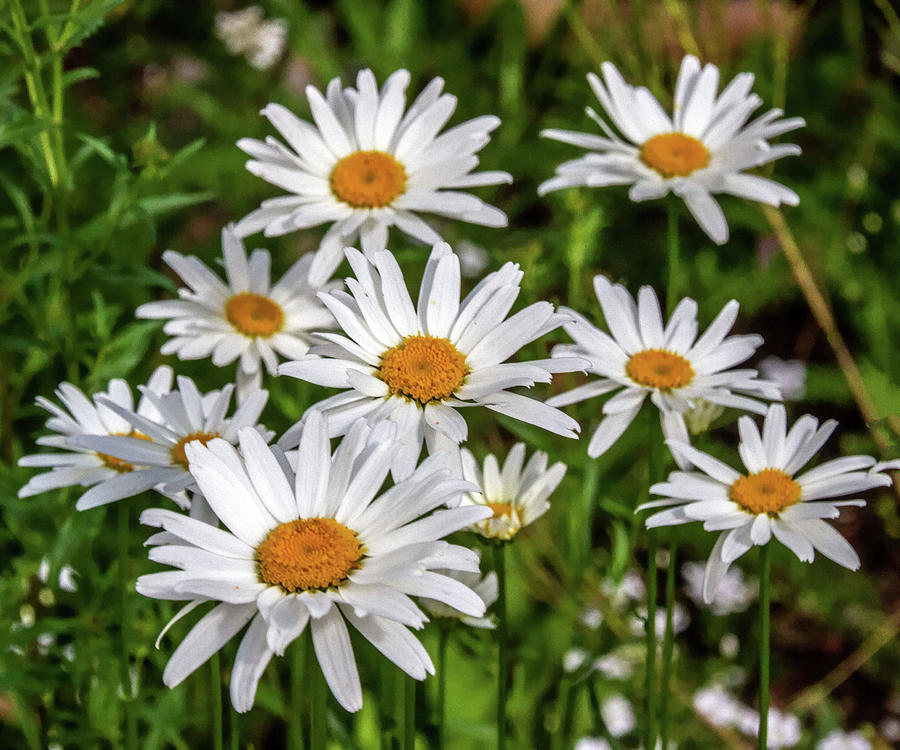 Mayweed Photograph by Nadine Berg - Fine Art America