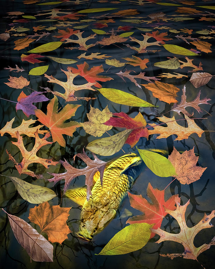 MC Escher inspired Photo Composition with Fish and Autumn Leaves Photograph by Randall Nyhof