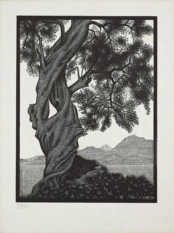 Mc Escher Old Olive Tree Drawing By Dan Hill Galleries - Fine Art America