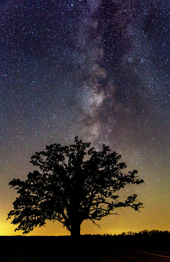 McBaine Bur Oak with Milky Way Photograph by Harold Rau