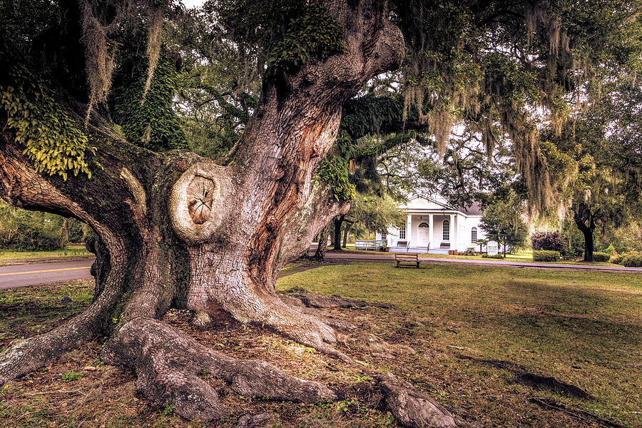 Mcclellanville Deerhead Oak Tree Photograph