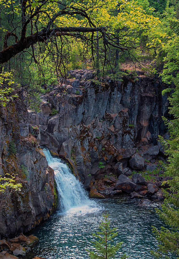 McCloud River - Upper Falls Photograph by Loree Johnson
