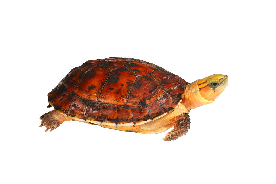 McCord's Box Turtle, White Background #1 Photograph by Michael Redmer ...