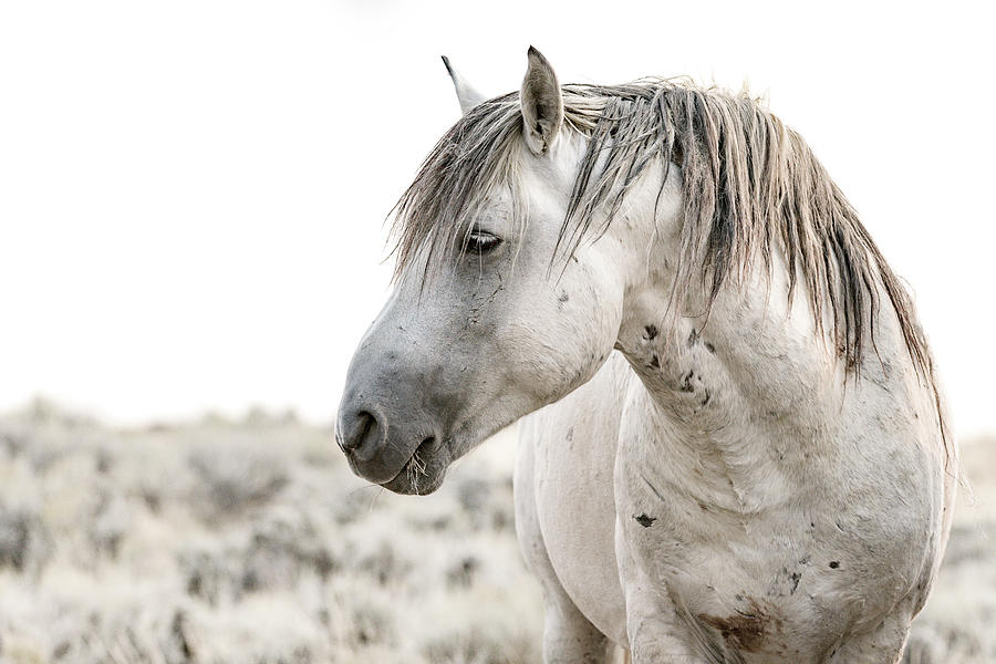 McCullough Peaks Stallion Photograph by Jen Britton