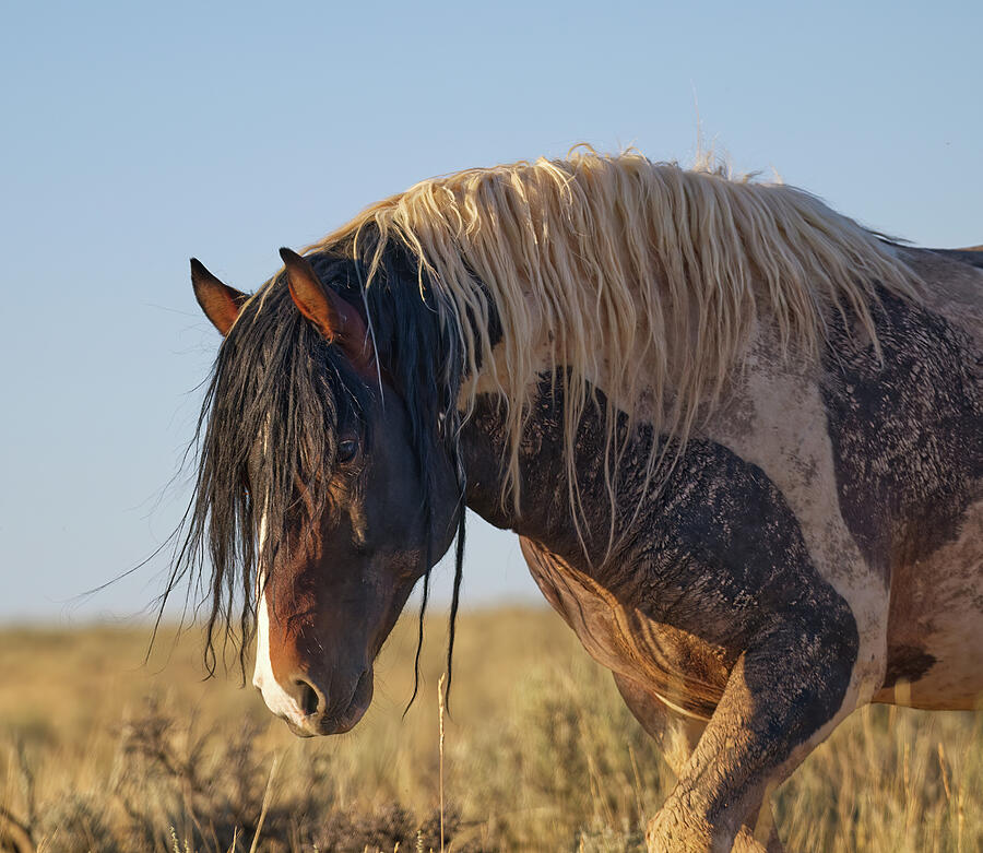 Jackson Wyoming Photograph - McCullough Peaks Wild Stallion by Rewild The Wild