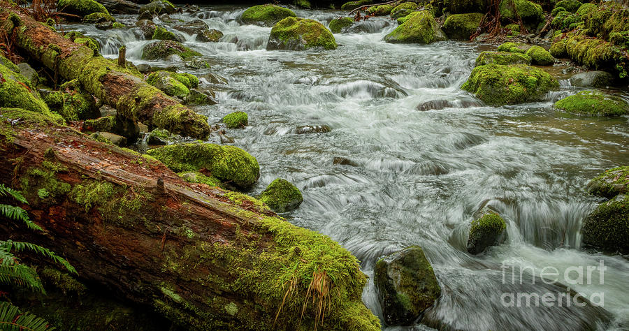 McDowell Creek Flowing Photograph by Nick Boren