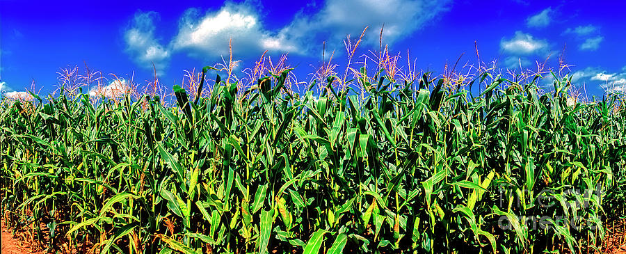 McHenry County corn illnois farms Photograph by Tom Jelen